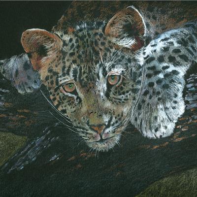 Lazing Leopard
