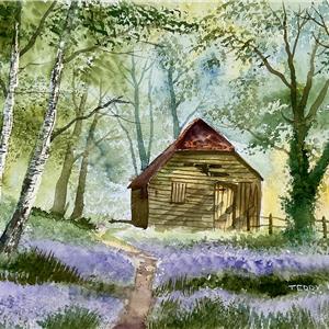 Buy Amongst the Bluebells 11.5 x 17.5 inches watercolour on paper Online